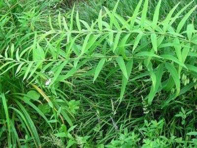 迪庆黄精种植基地供应量4吨图7