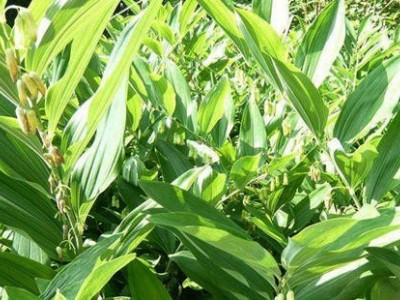 迪庆黄精种植基地供应量4吨图6