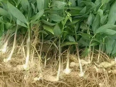 迪庆黄精种植基地供应量4吨图2