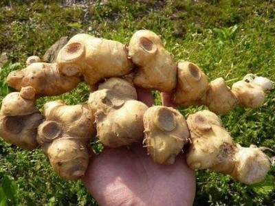 迪庆黄精种植基地供应量4吨图8