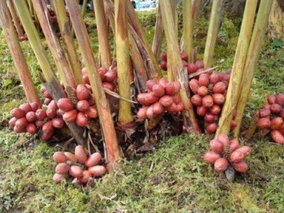 迪庆赤胆皮种植基地供应量9吨图7