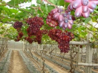 迪庆葡萄种植基地供应量10吨图4