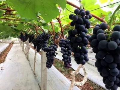 迪庆葡萄种植基地供应量10吨图5