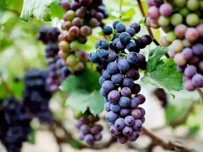 迪庆葡萄种植基地供应量10吨图2
