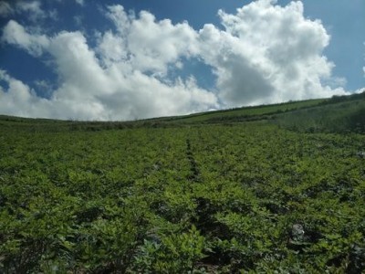 迪庆当归种植基地供应量9吨图3