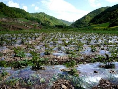 迪庆当归种植基地供应量9吨图2