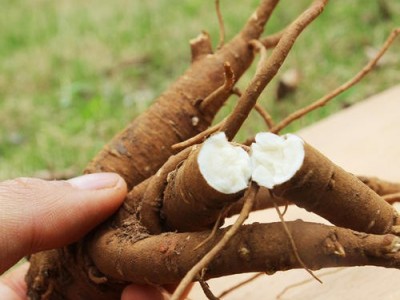 迪庆当归种植基地供应量9吨图7