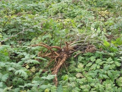 迪庆当归种植基地供应量9吨图5