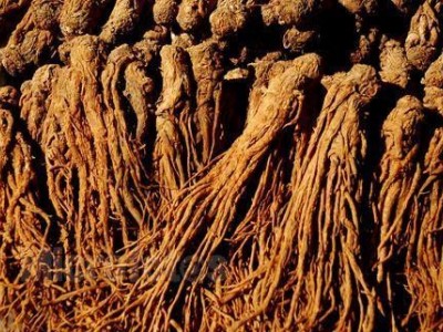 迪庆当归种植基地供应量9吨图9