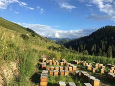 迪庆蜜蜂养殖基地供应量700万只图2