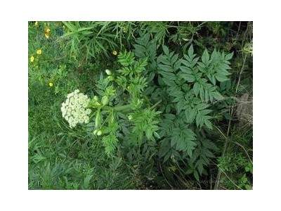 迪庆蜜蜂养殖基地供应量700万只图8