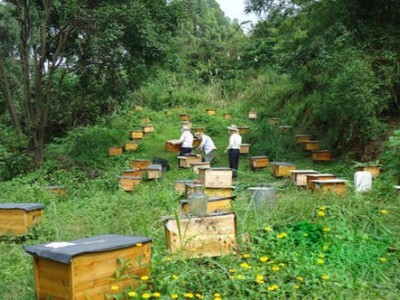 迪庆蜜蜂养殖基地供应量700万只图5
