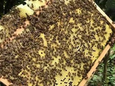 迪庆蜜蜂养殖基地供应量700万只图7