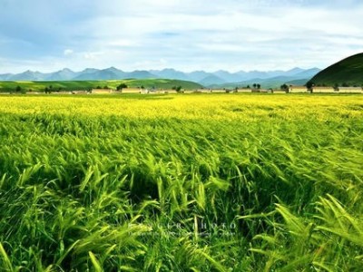 迪庆青稞种植基地供应量700吨图2