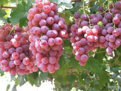迪庆葡萄种植基地供应量20吨图6