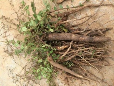 迪庆独丁子种植基地供应量5吨图3