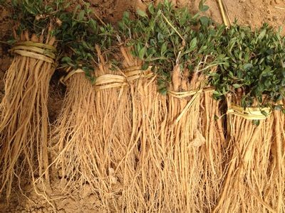 迪庆独丁子种植基地供应量5吨图4