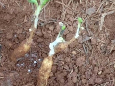 迪庆独丁子种植基地供应量5吨图7