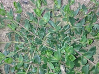 迪庆独丁子种植基地供应量5吨图6