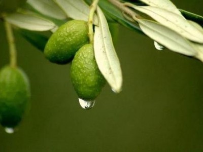 迪庆油橄榄种植基地供应量50吨图7