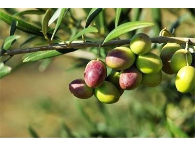 迪庆油橄榄种植基地供应量50吨