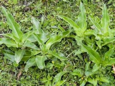 迪庆秦艽种植基地供应量8吨图3