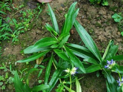 迪庆秦艽种植基地供应量8吨图7