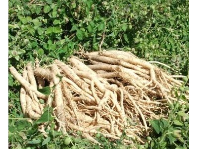 迪庆秦艽种植基地供应量8吨图6