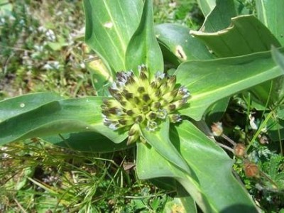 迪庆秦艽种植基地供应量8吨