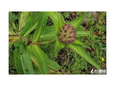 迪庆秦艽种植基地供应量8吨图5