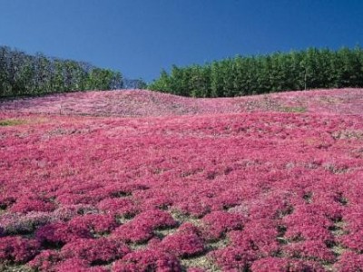 迪庆藏红花种植基地供应量80千克图9