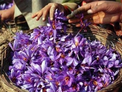 迪庆藏红花种植基地供应量80千克图8