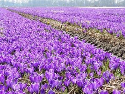 迪庆藏红花种植基地供应量80千克图6