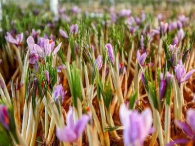 迪庆藏红花种植基地供应量80千克图7