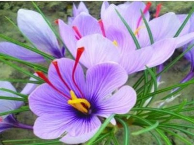 迪庆藏红花种植基地供应量80千克图5
