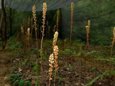 迪庆天麻种植基地供应量6吨图2
