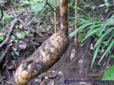 迪庆天麻种植基地供应量6吨图4
