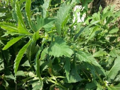 迪庆天麻种植基地供应量6吨图3