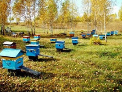 迪庆蜜蜂养殖基地供应量600万只图6