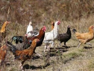 迪庆卷毛藏鸡养殖基地供应量8万只图7