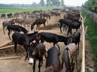 迪庆驴养殖基地供应量9万头图4