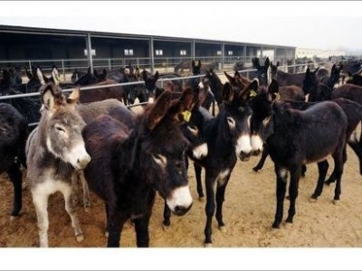 迪庆驴养殖基地供应量9万头图8