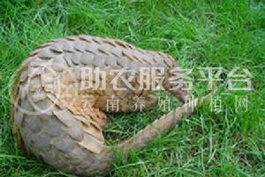 文山穿山甲养殖基地供应量8万只图2