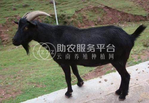 文山黑山羊养殖基地供应量7万头图1