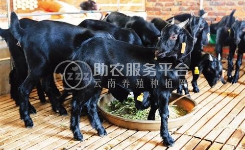 文山黑山羊养殖基地供应量7万头图2