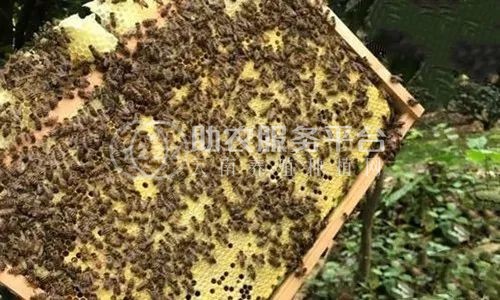文山蜜蜂养殖基地供应量900万只图1