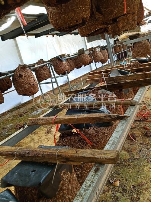 文山胡蜂养殖基地供应量600万只图3