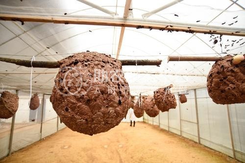 文山胡蜂养殖基地供应量600万只图2