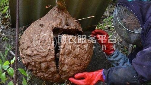 文山胡蜂养殖基地供应量600万只图1