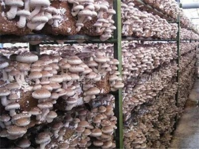 文山食用菌种植基地供应量80吨图3